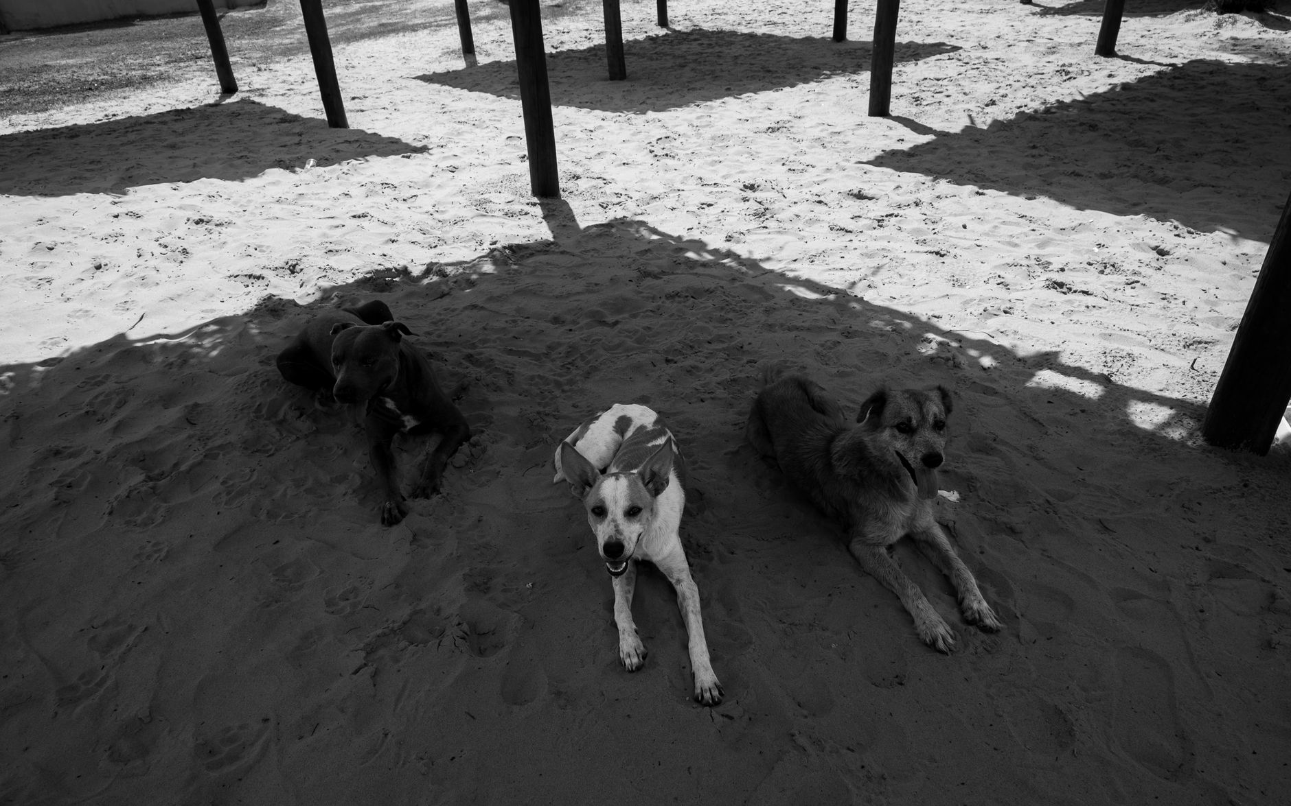 Black and white photo of three dogs resting under shaded structures on a sand beach in Natal, Brazil.
