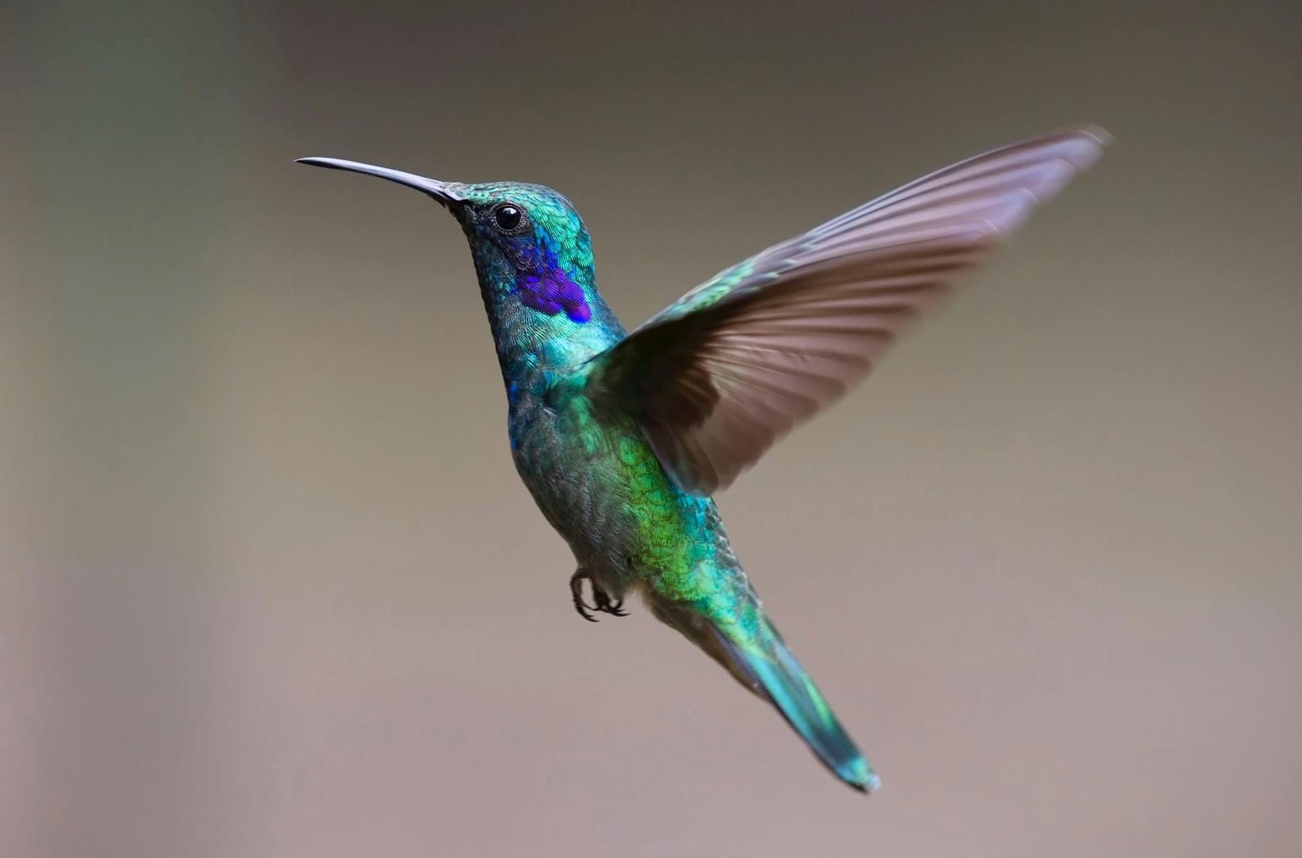 Colorful hummingbird in flight with detailed feathers and vibrant colors.