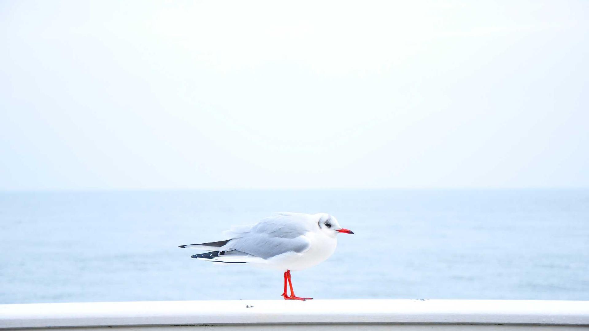 Random image from Lorem Picsum