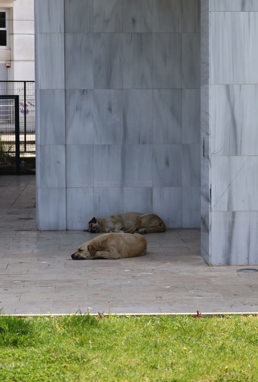 Two stray dogs relaxing on a shaded marble pavement during daytime.