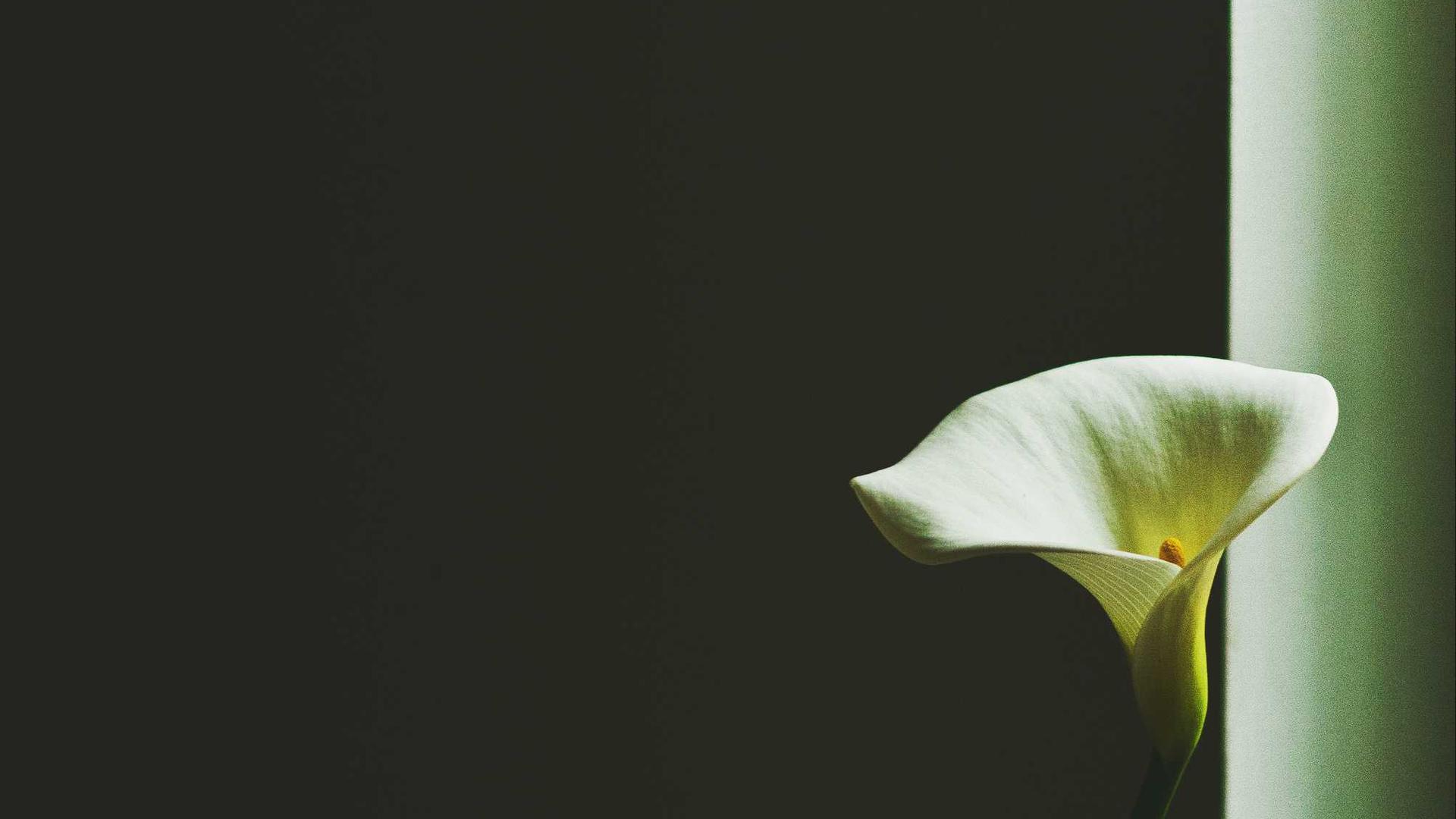 Random image from Lorem Picsum