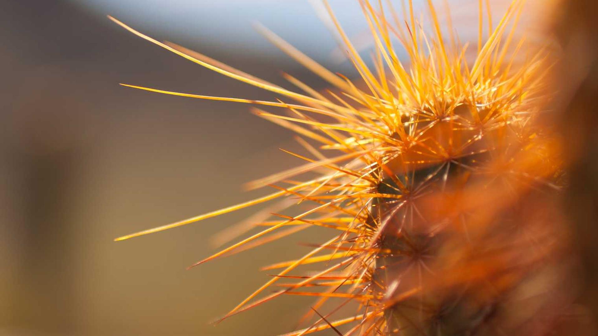 Random image from Lorem Picsum