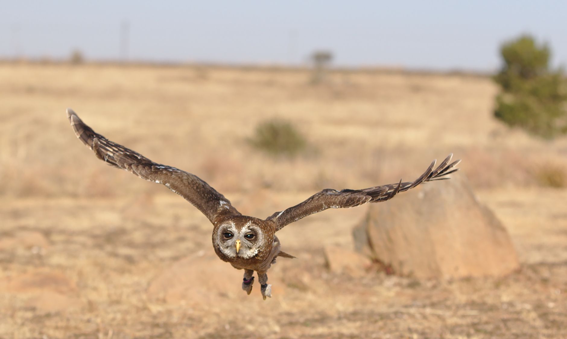 African Wood Owl (Strix woodfordii) captured in flight over a savanna landscape during day.