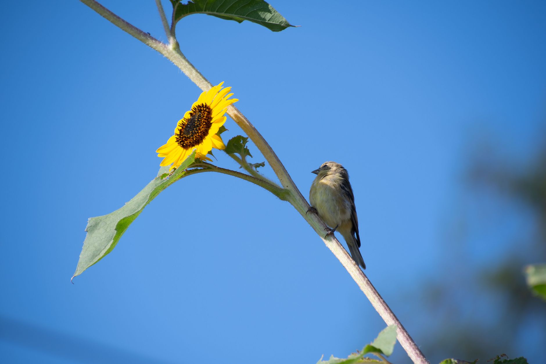 A serene image of a sparrow resting on a sunflower branch, set against a clear blue sky.