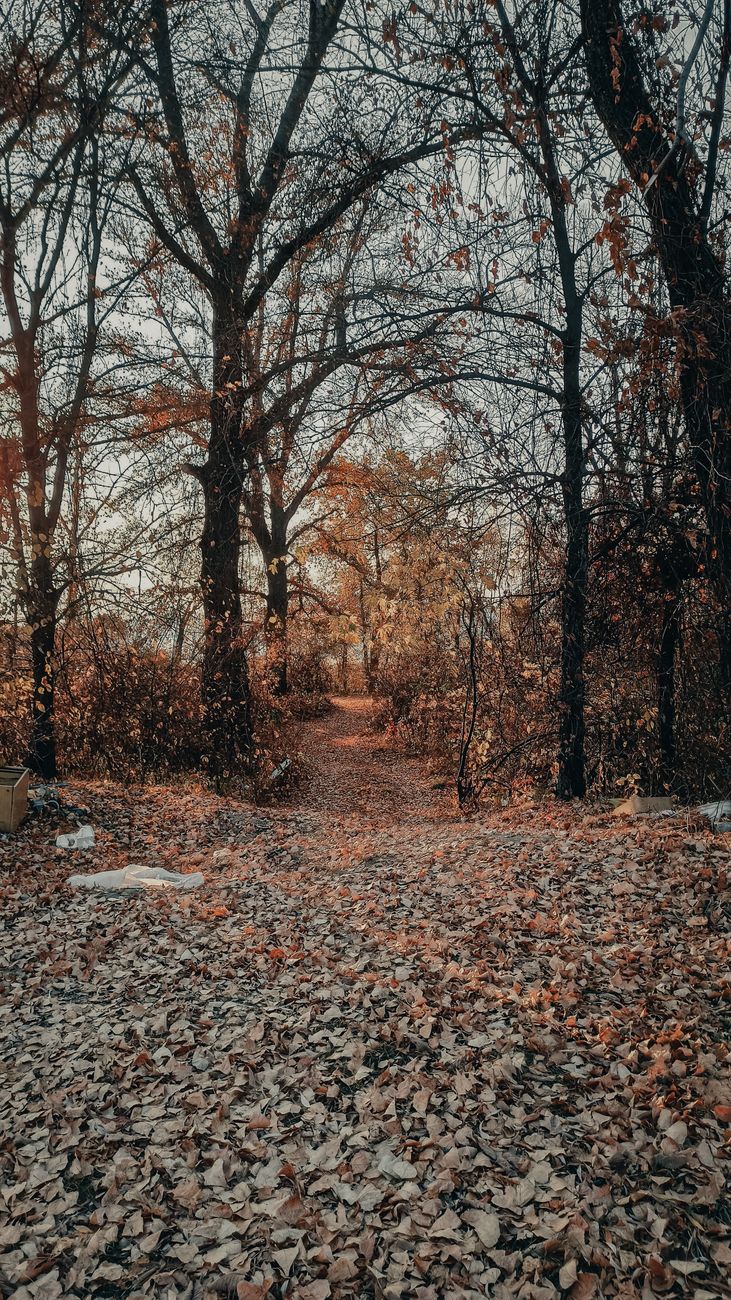 Serene forest pathway blanketed with autumn leaves, showcasing fall's beauty.