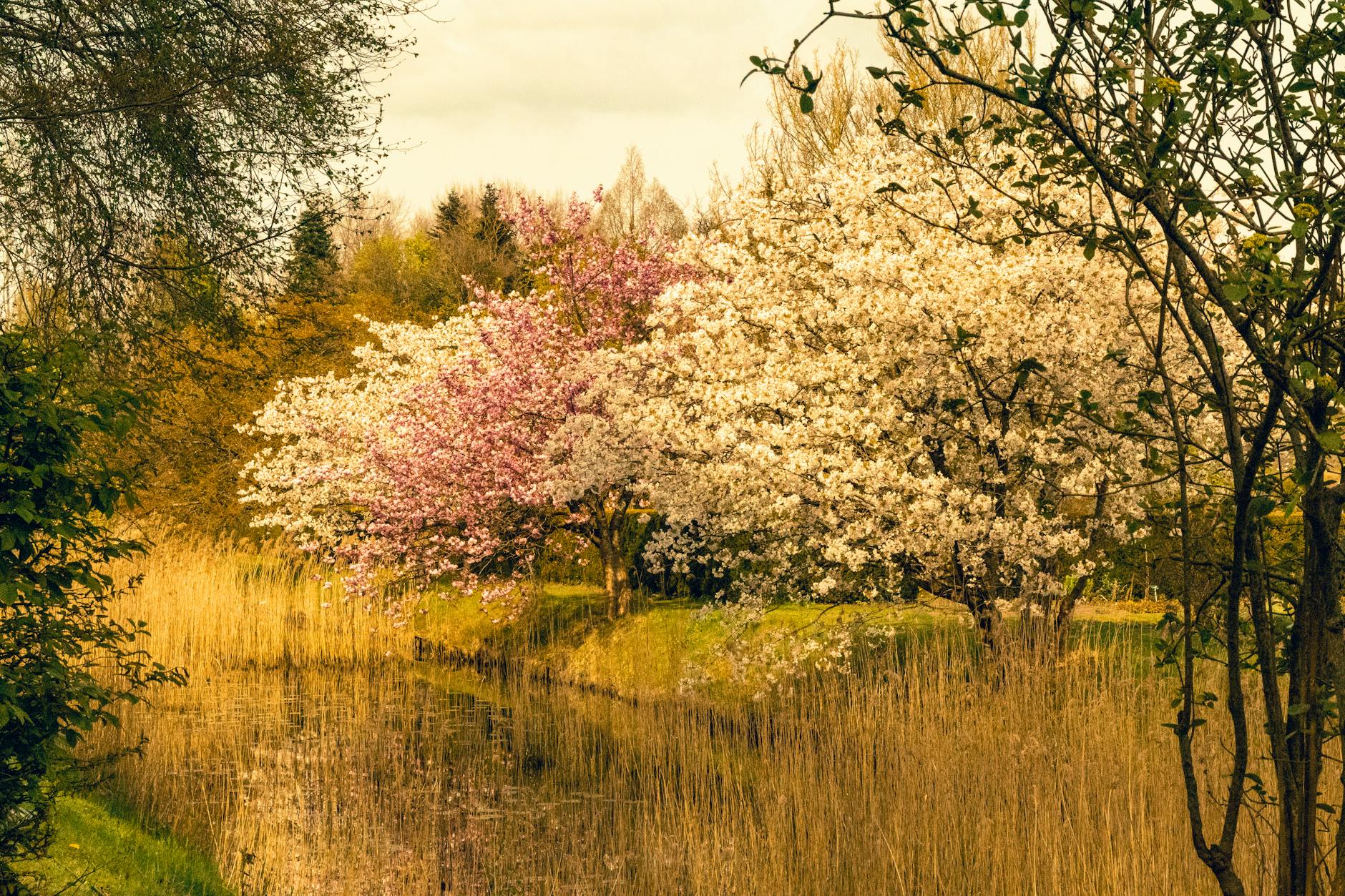 Beautiful cherry blossoms in full bloom by a pastoral stream during springtime.