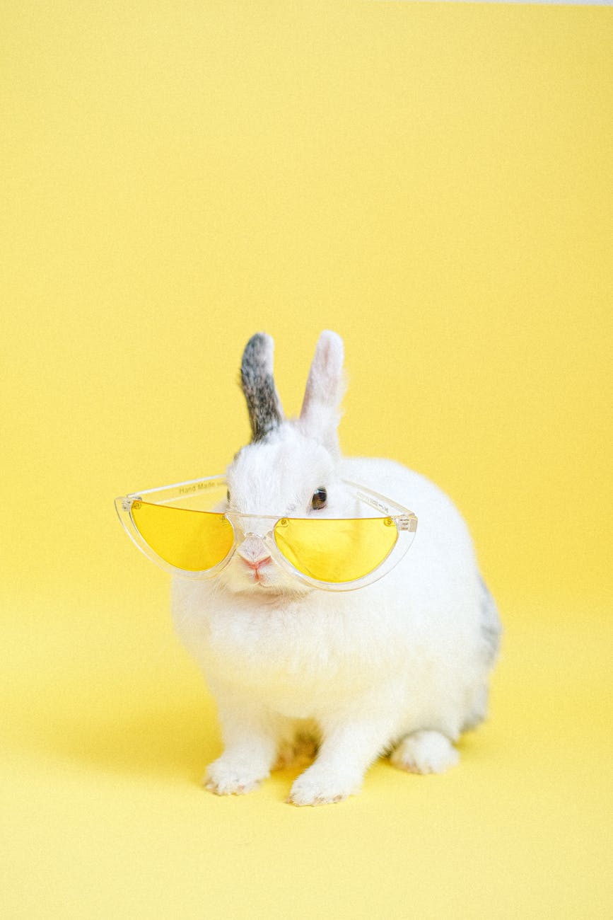 Adorable bunny wearing yellow sunglasses against a vibrant yellow backdrop, exuding cool and humorous vibes.