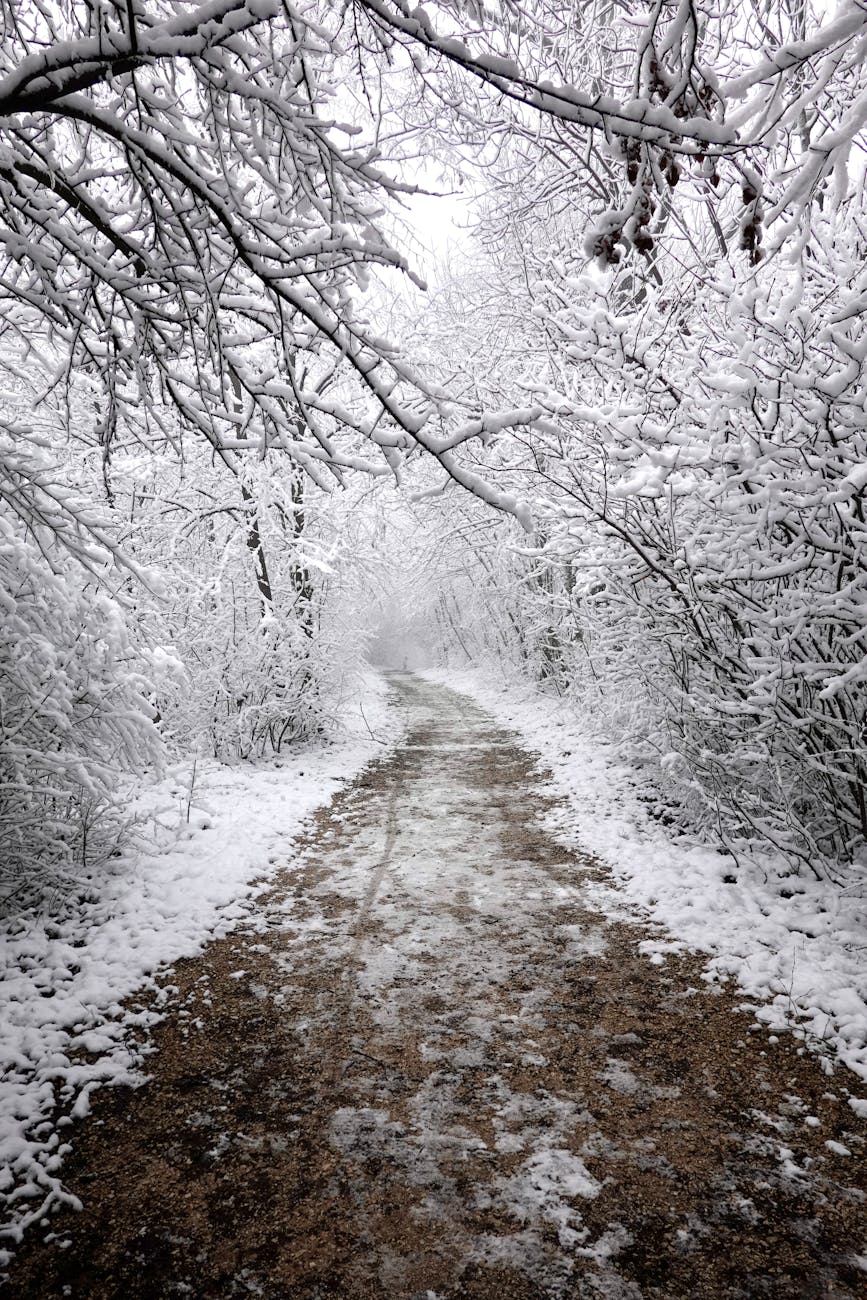 A scenic snow-covered path surrounded by frosted trees in a tranquil winter forest.