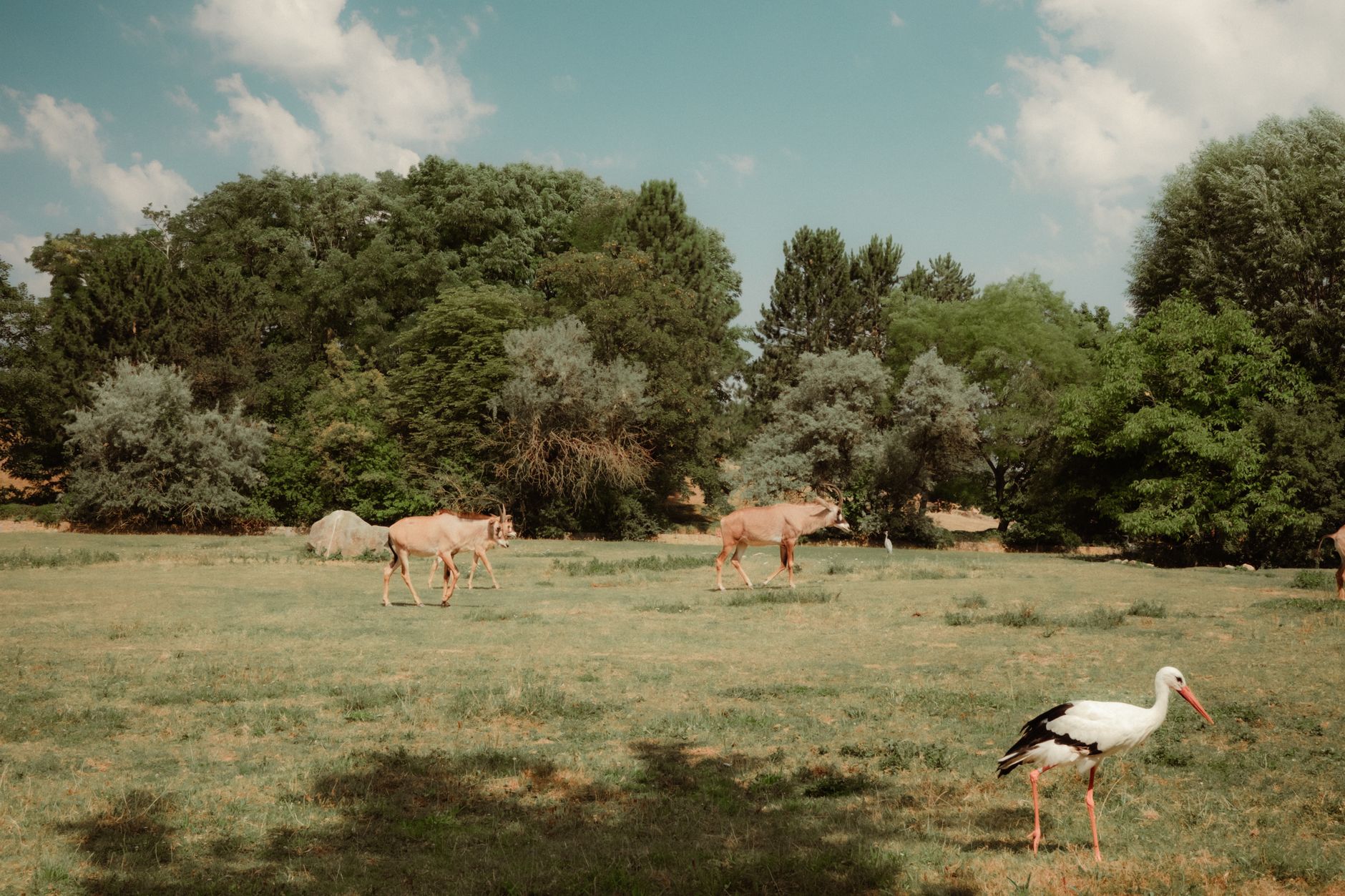 Two eland and a stork in a tranquil woodland setting in Czech Republic.