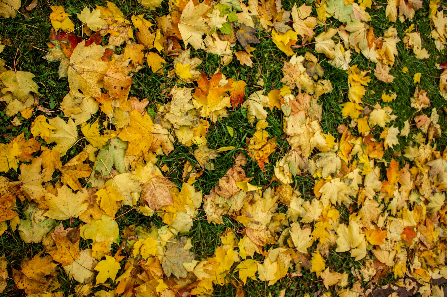 Colorful autumn leaves scattered on green grass, showcasing fall beauty.