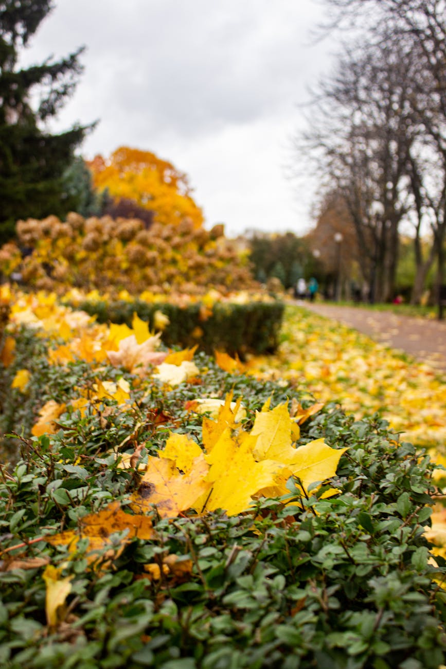 Vibrant autumn leaves covering the bushes in a peaceful park setting.