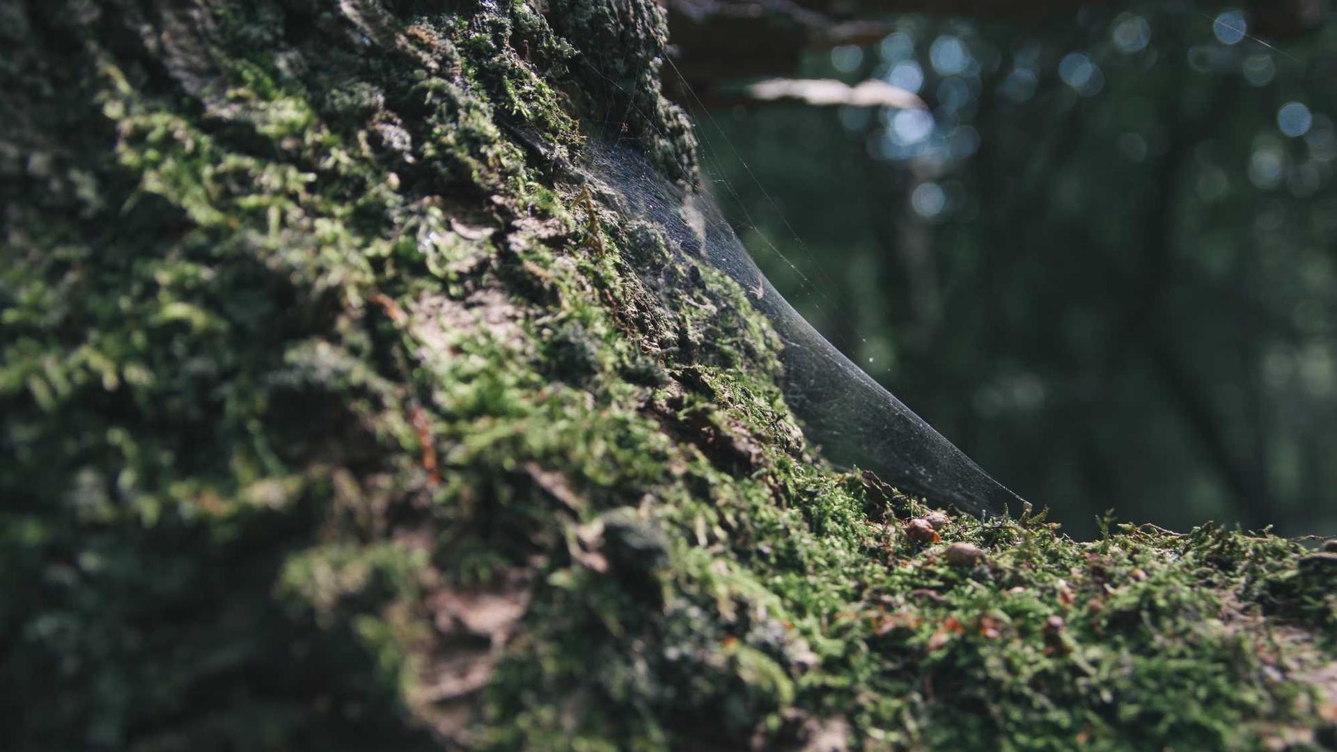 Random image from Lorem Picsum