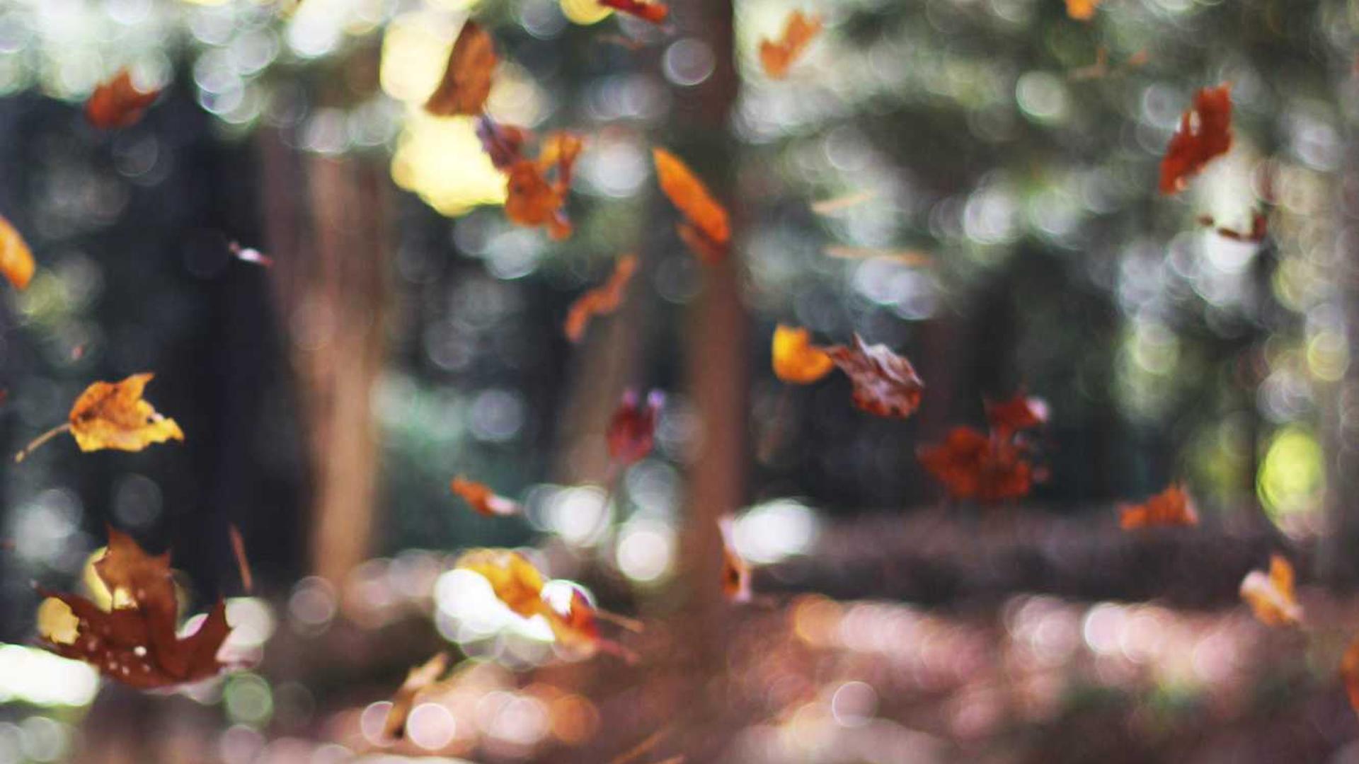 Random image from Lorem Picsum