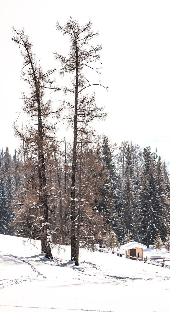 Peaceful snowy forest with tall trees and a small cabin in winter.