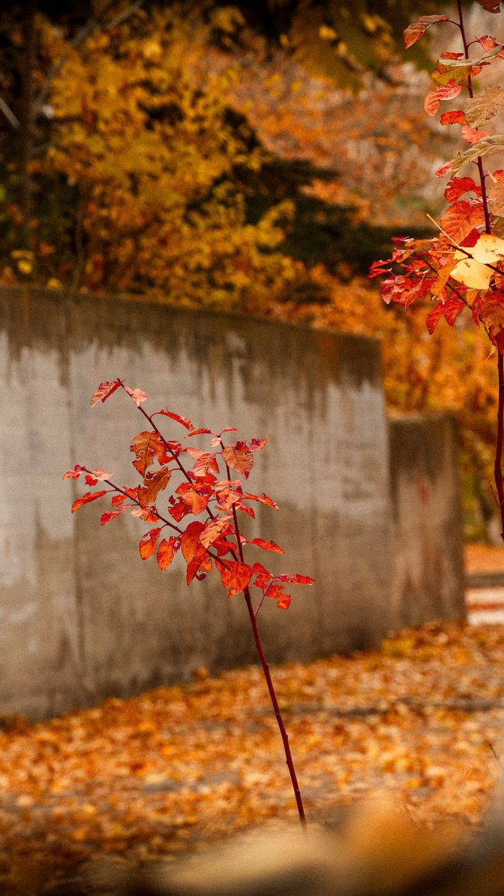 Vibrant autumn leaves contrast with a stark concrete wall in a serene outdoor scene.