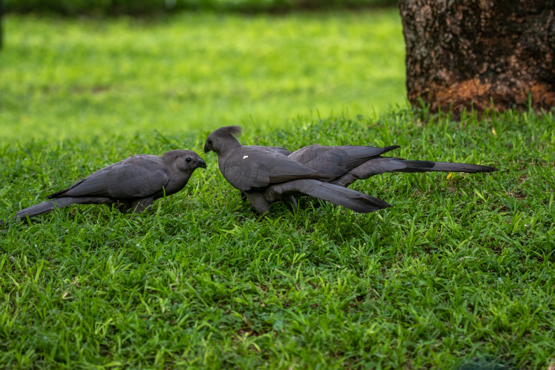 Three grey louries interacting on lush green grass, showcasing wildlife behavior.