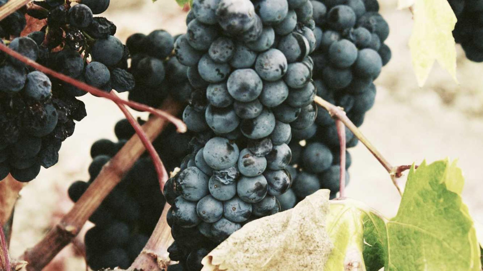 Random image from Lorem Picsum