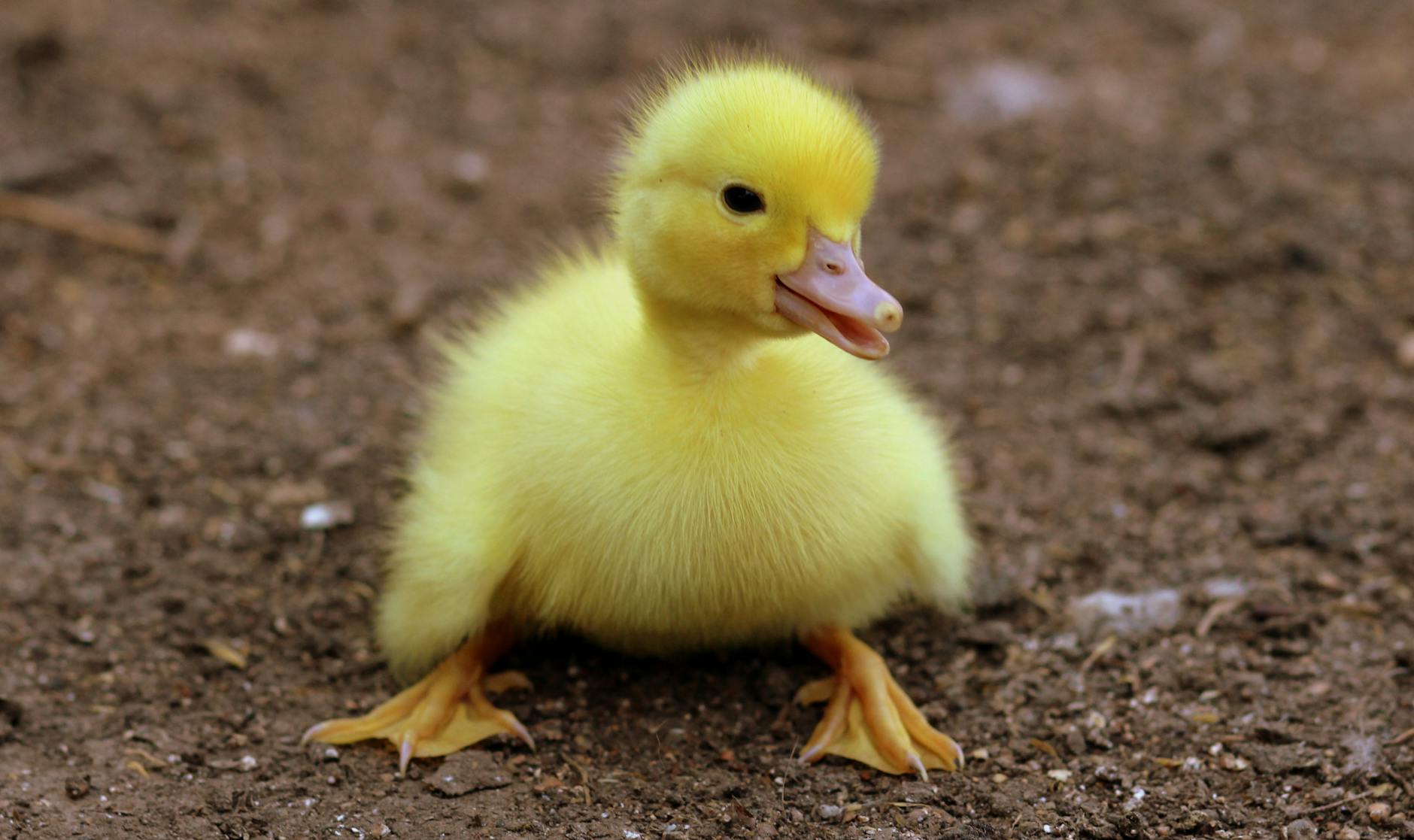 Cute yellow duckling sits on earthy ground, capturing innocence and natural beauty.