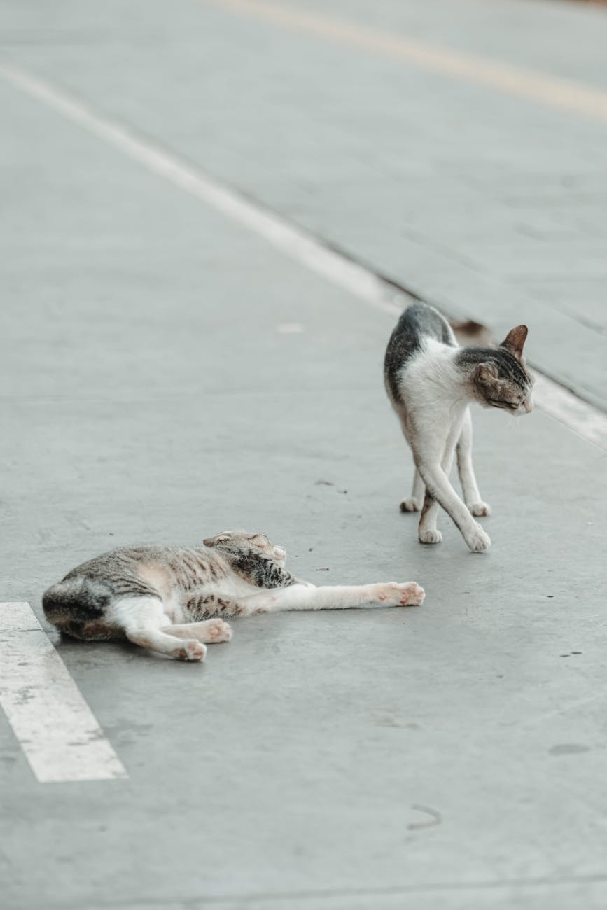 Two street cats, one lying and the other stretching, on an urban road with a relaxed vibe.