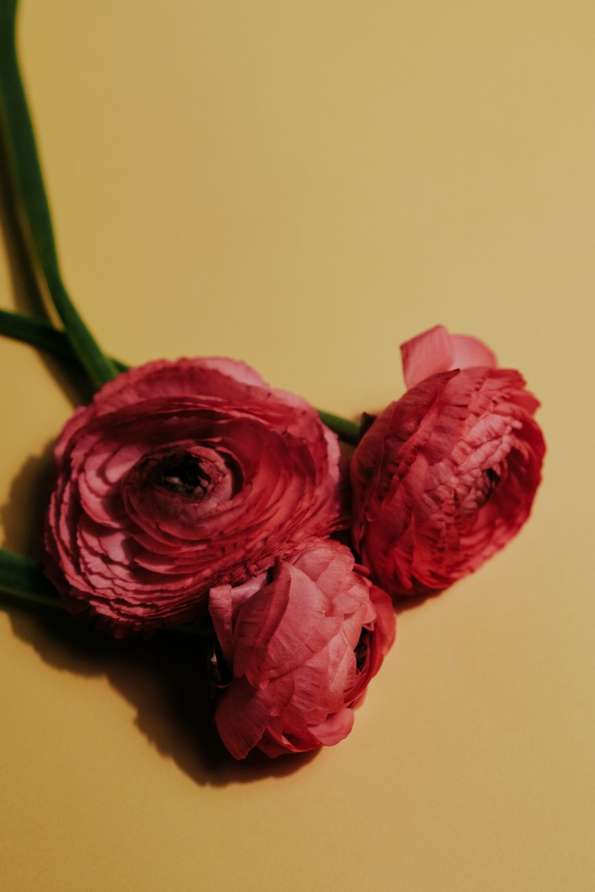 Elegant red Persian buttercups displayed against a soft yellow backdrop, highlighting floral beauty.