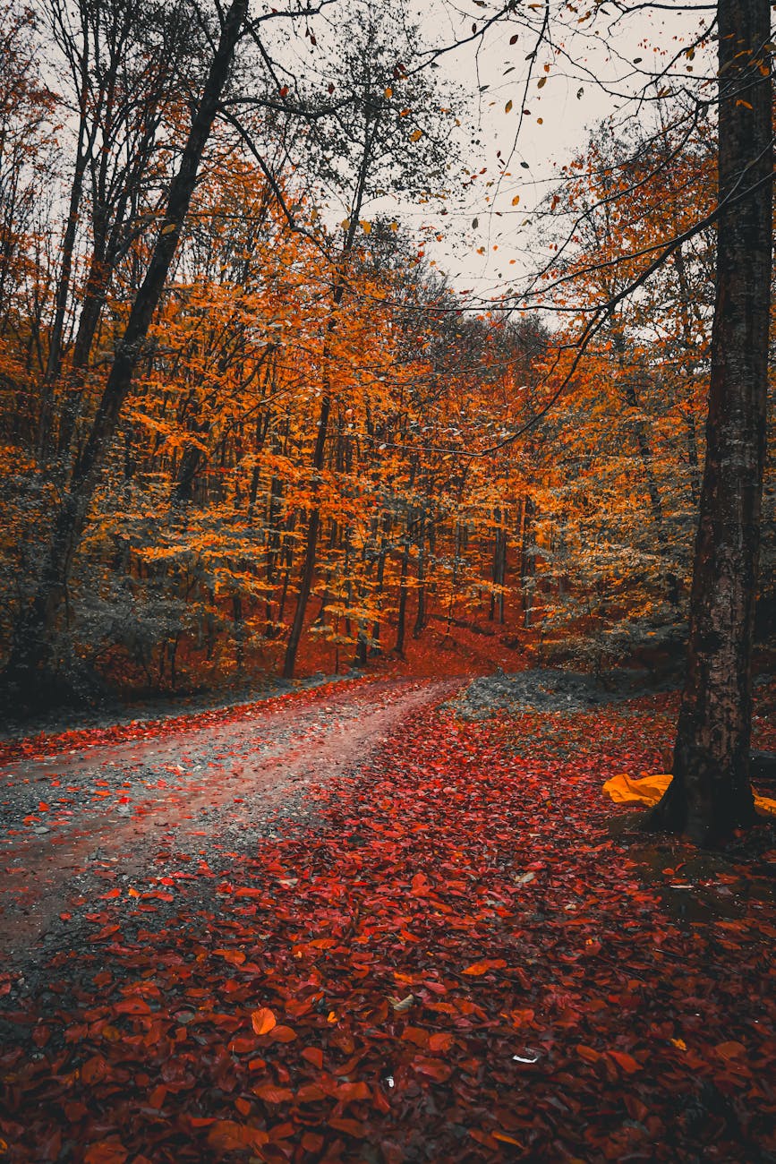 Vibrant autumn colors illuminate a peaceful forest trail, capturing the essence of fall.