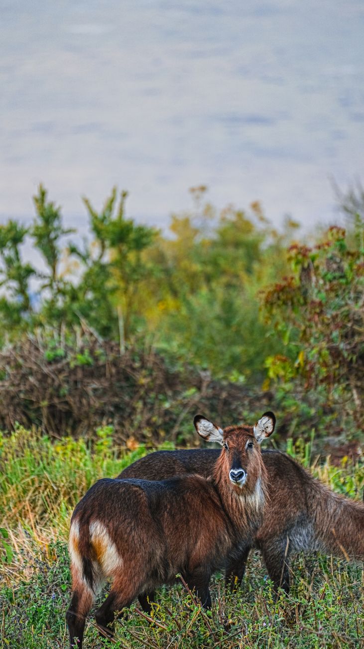 Waterbucks grazing in lush Serengeti landscape, embodying African wildlife.