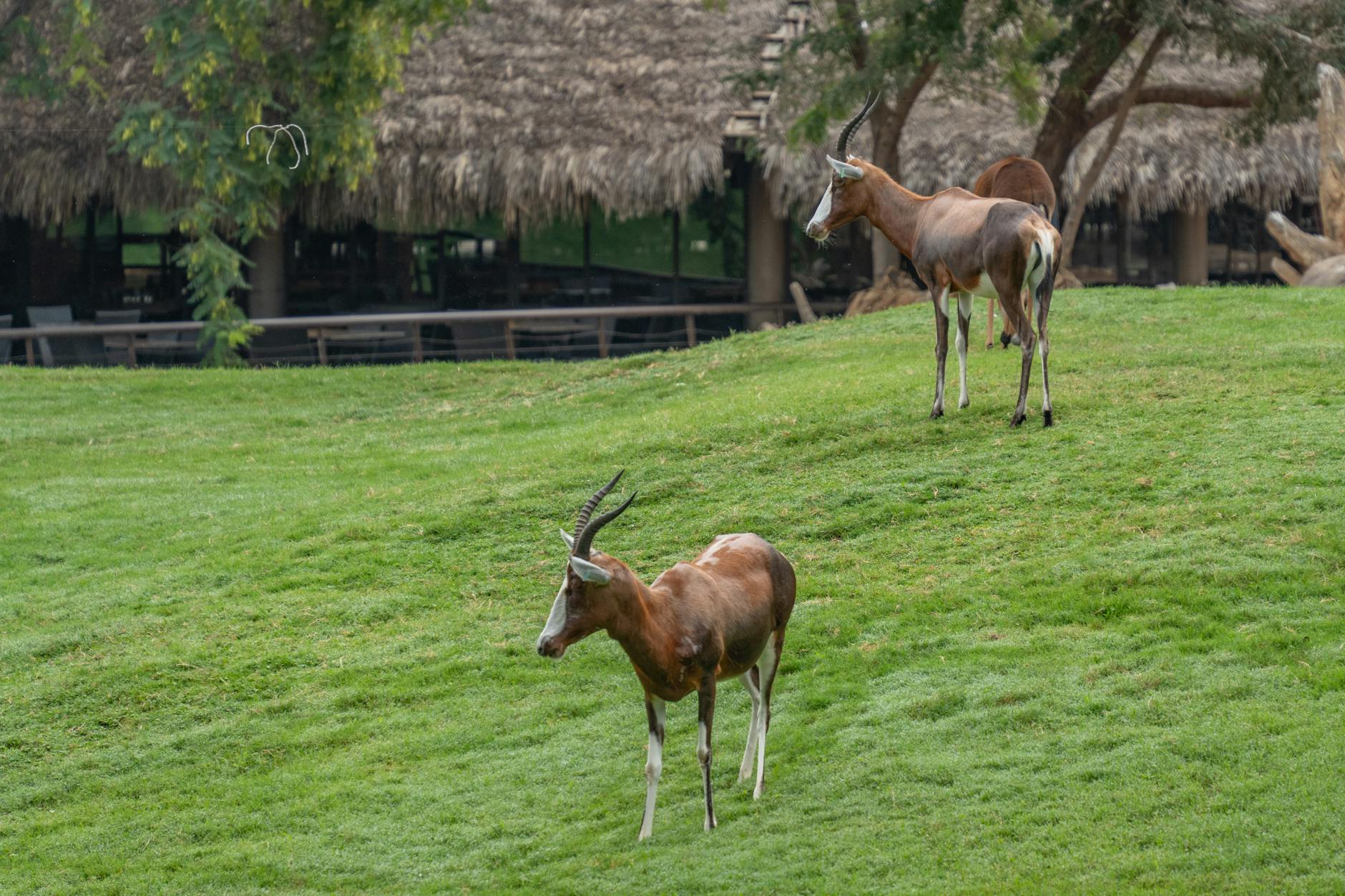 A scenic view of antelopes grazing on a grassy hill with a rustic backdrop.