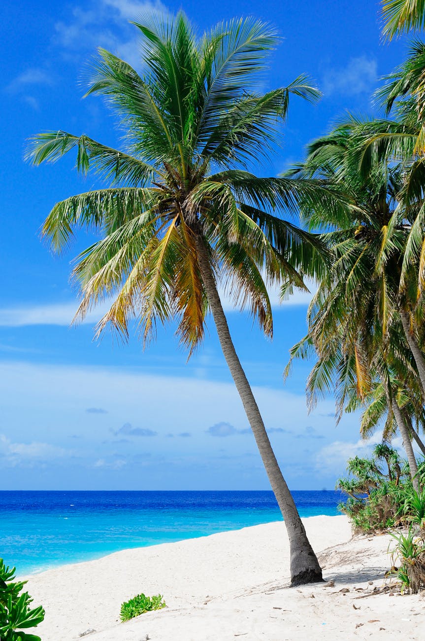Stunning tropical beach with palm trees on Fuvahmulah Island, Maldives, showcasing white sands and blue ocean.