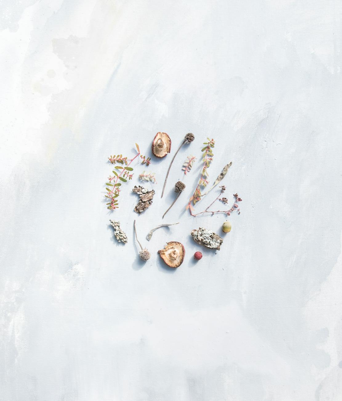 Minimalist flat lay featuring mushrooms, dried flowers, and seeds on a textured white background.