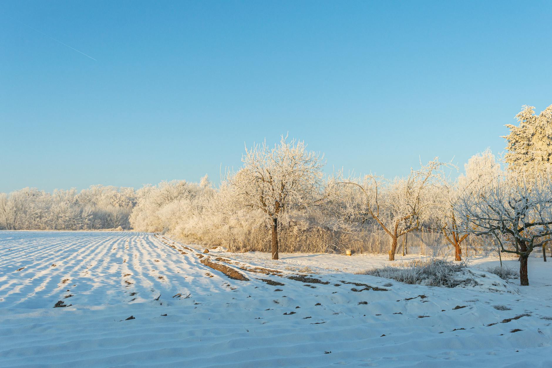 Peaceful winter landscape of a frosty orchard in Poland under a clear blue sky.