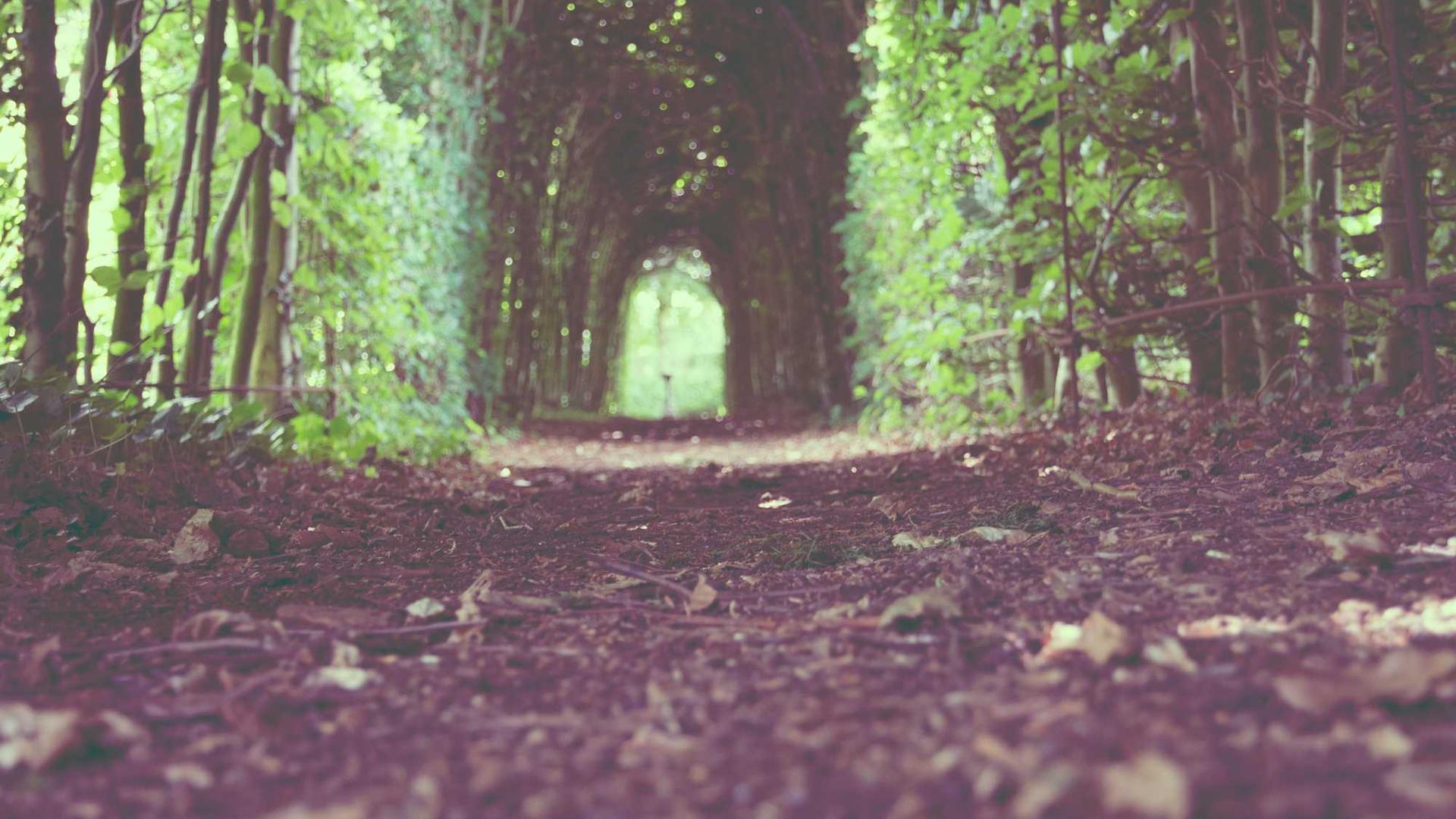 Random image from Lorem Picsum