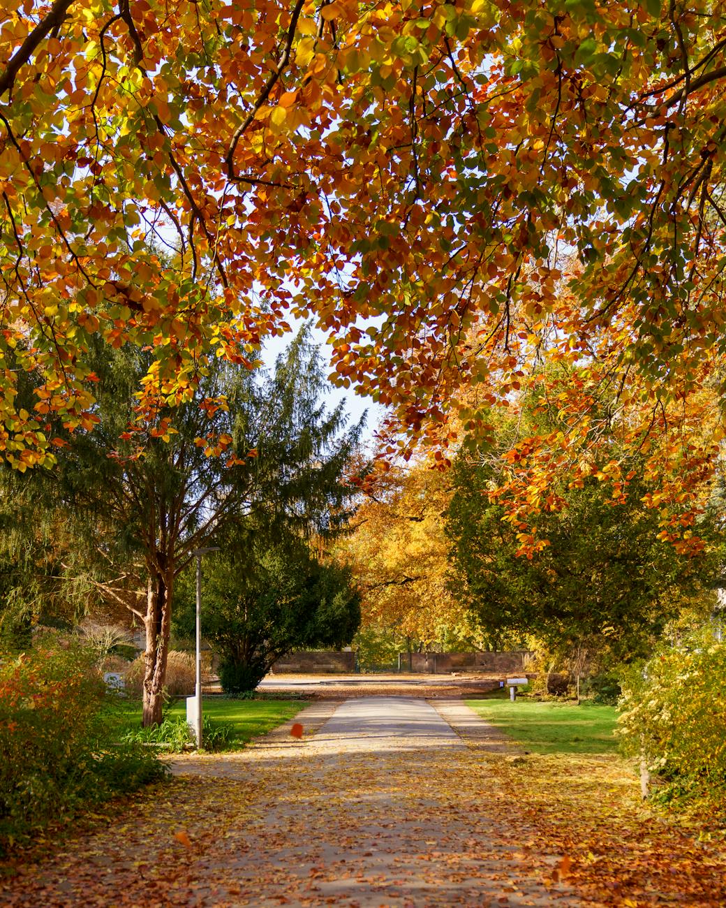 A scenic walkway adorned with colorful autumn leaves offering serene and cozy fall vibes.