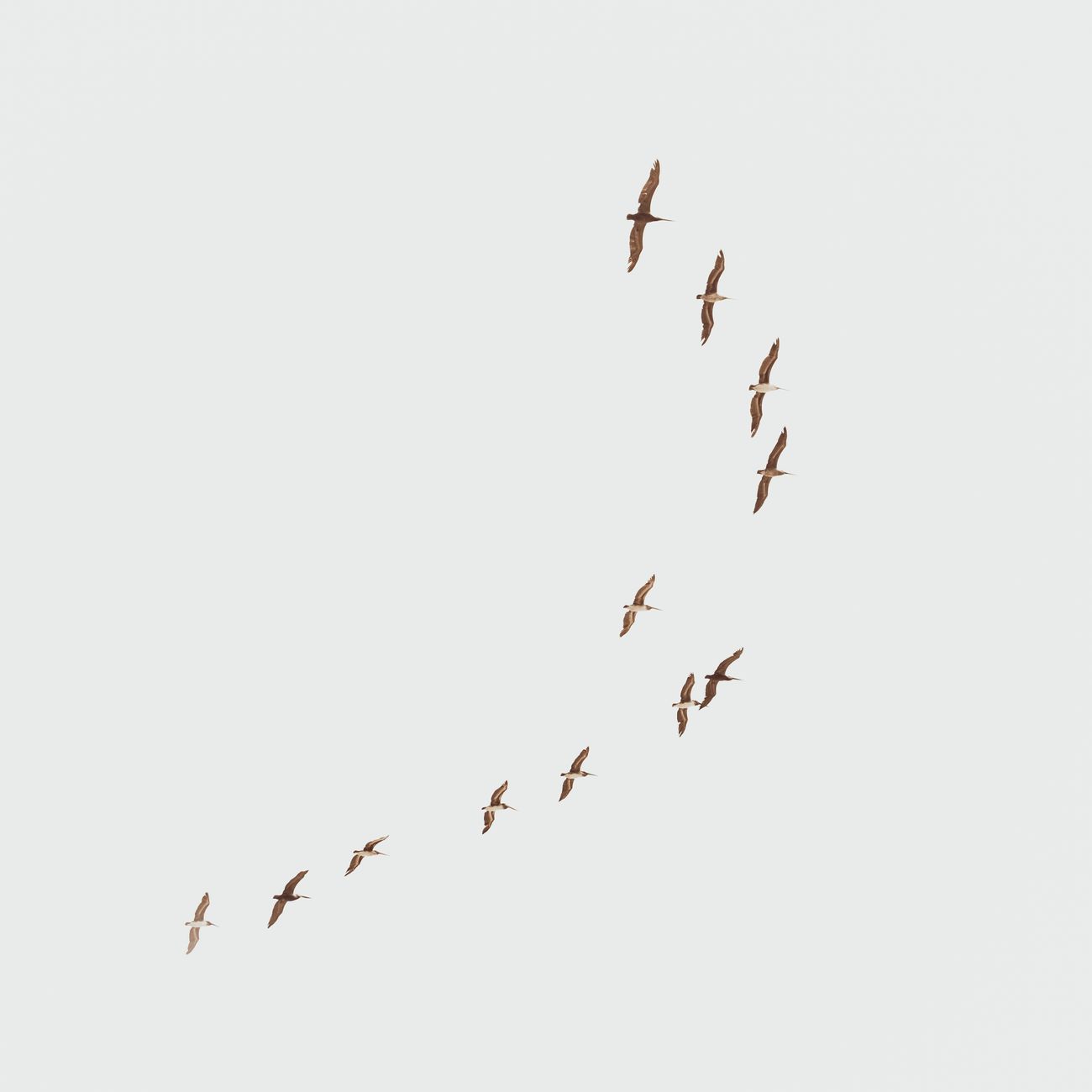 A serene flock of birds flying in a V formation against a clear sky, showcasing nature's beauty.