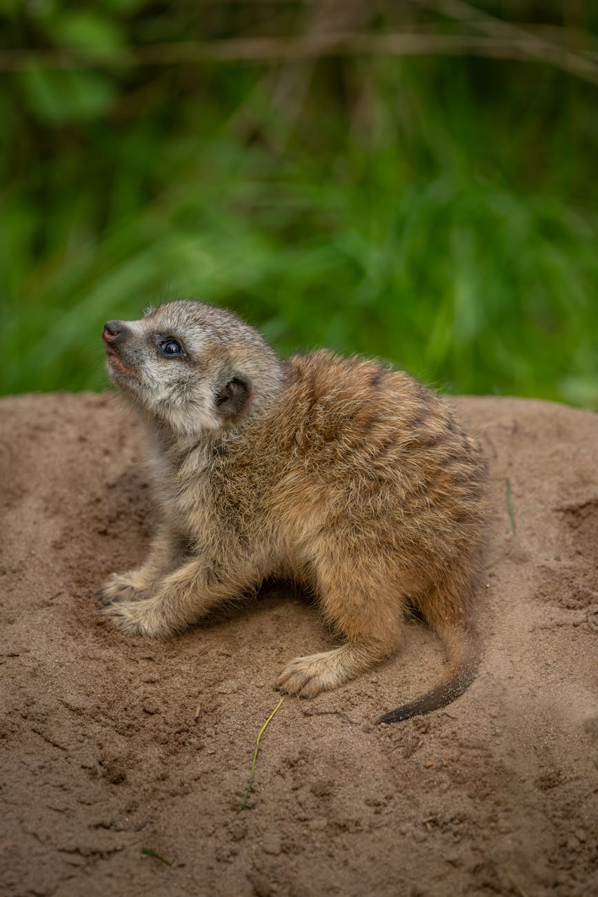 Cute meerkat pup sitting attentively on the sand with green foliage background.