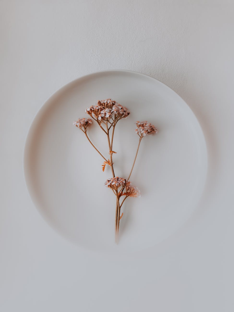 Elegant minimalist composition featuring delicate pink flowers on a white plate.
