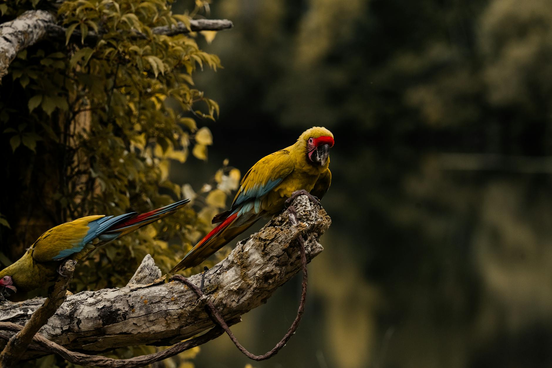 Colorful green macaw perched on a branch in a serene forest setting.