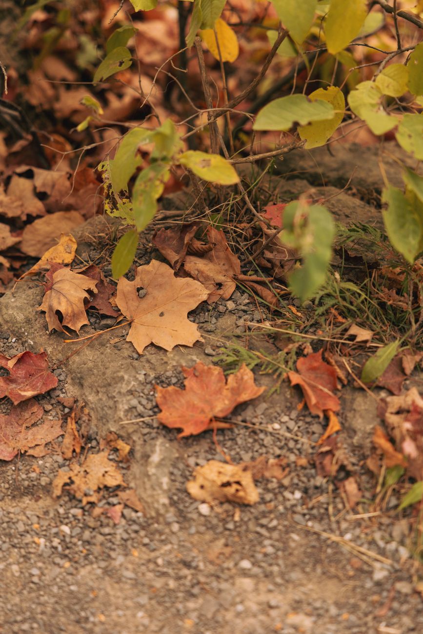 Fallen autumn leaves on a rocky surface, capturing the essence of fall.
