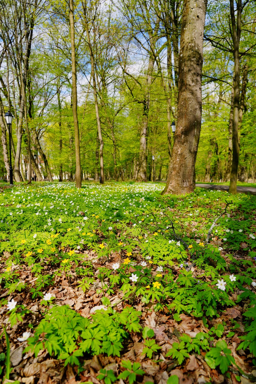 Vibrant spring forest with Anemone flowers in Masovian Voivodeship, Poland.