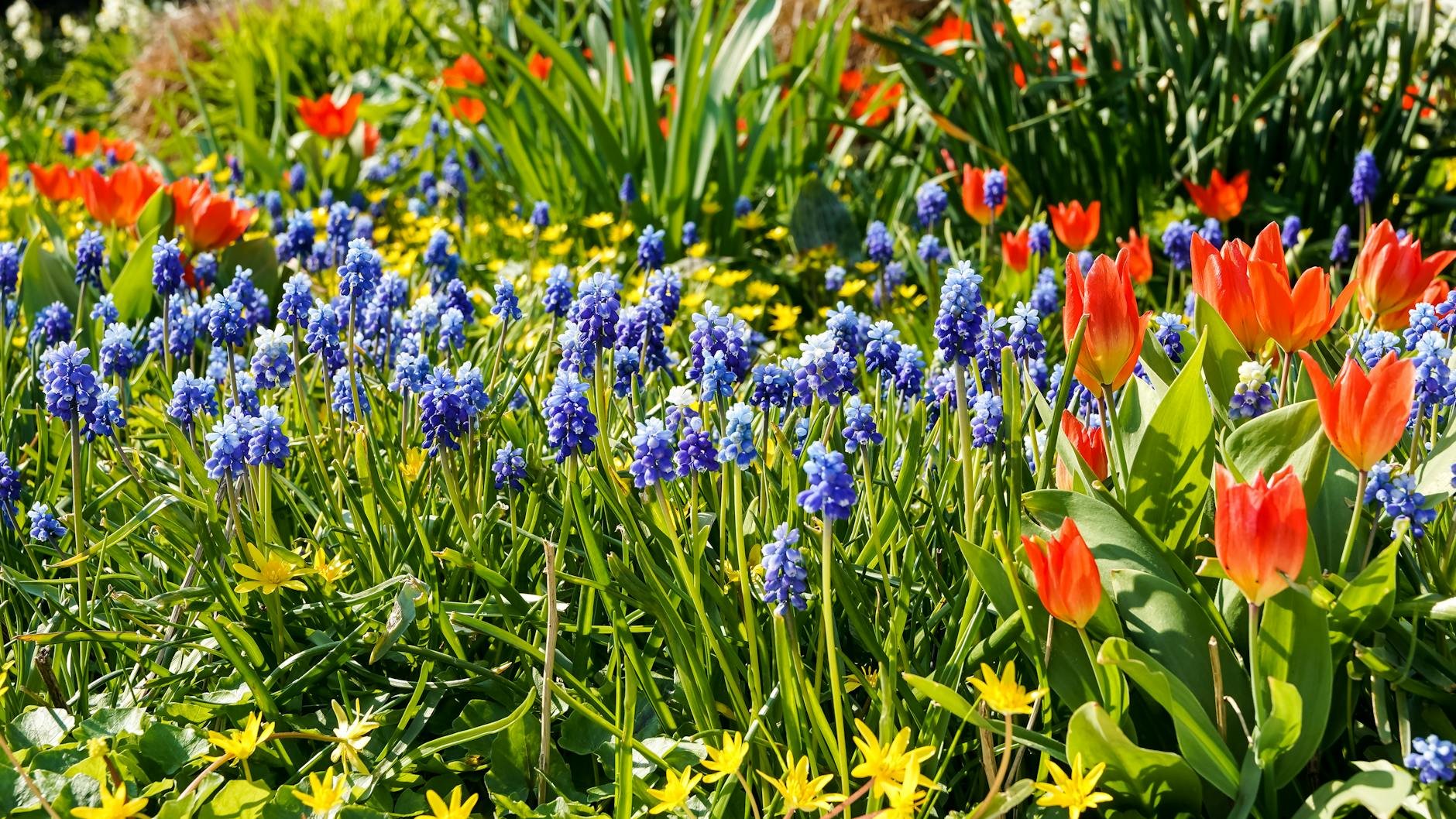 A colorful spring garden in Hamburg with tulips and grape hyacinths in full bloom.