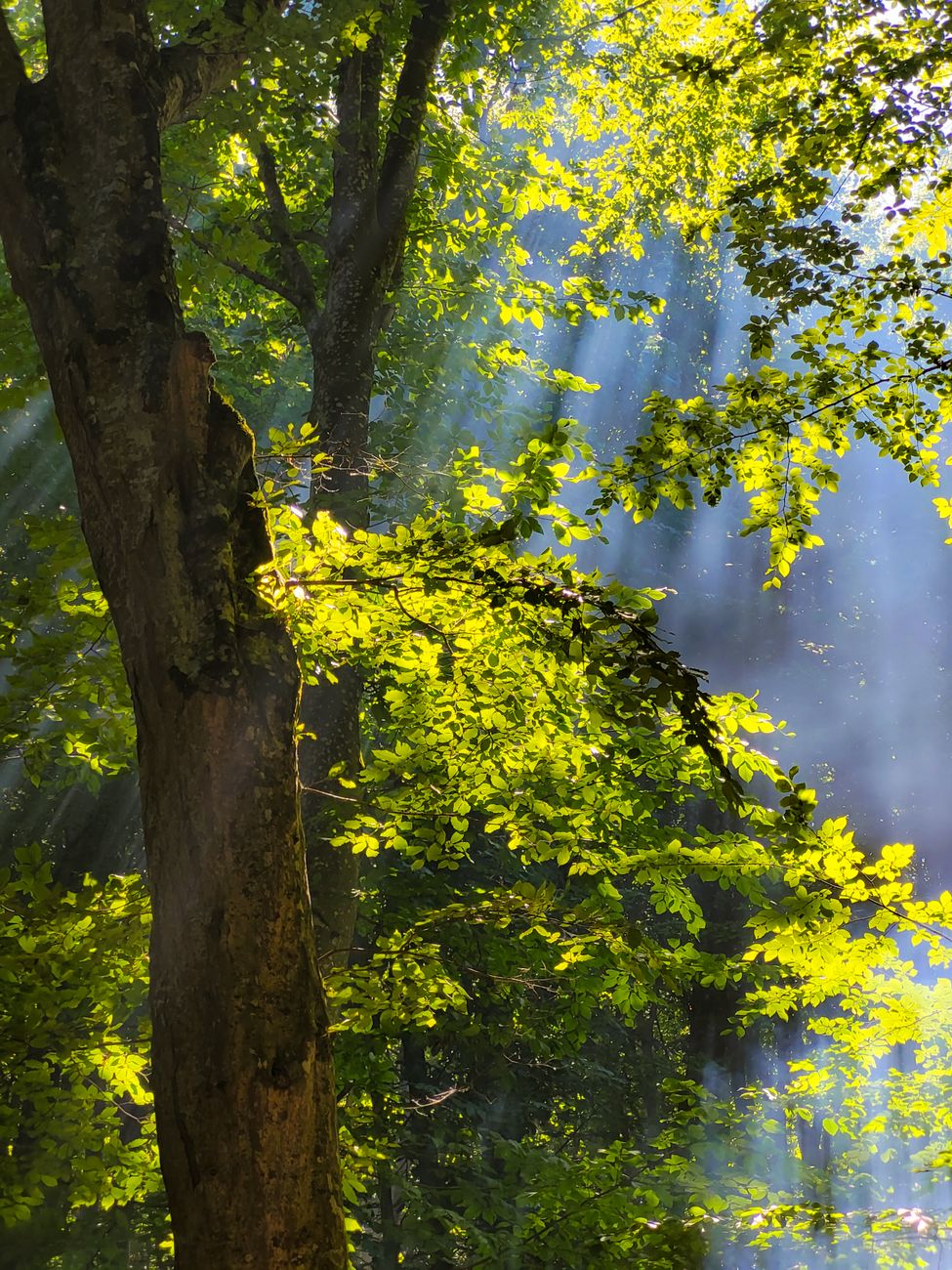 Beautiful forest scene with sunlight streaming through green leaves, creating a serene and natural atmosphere.
