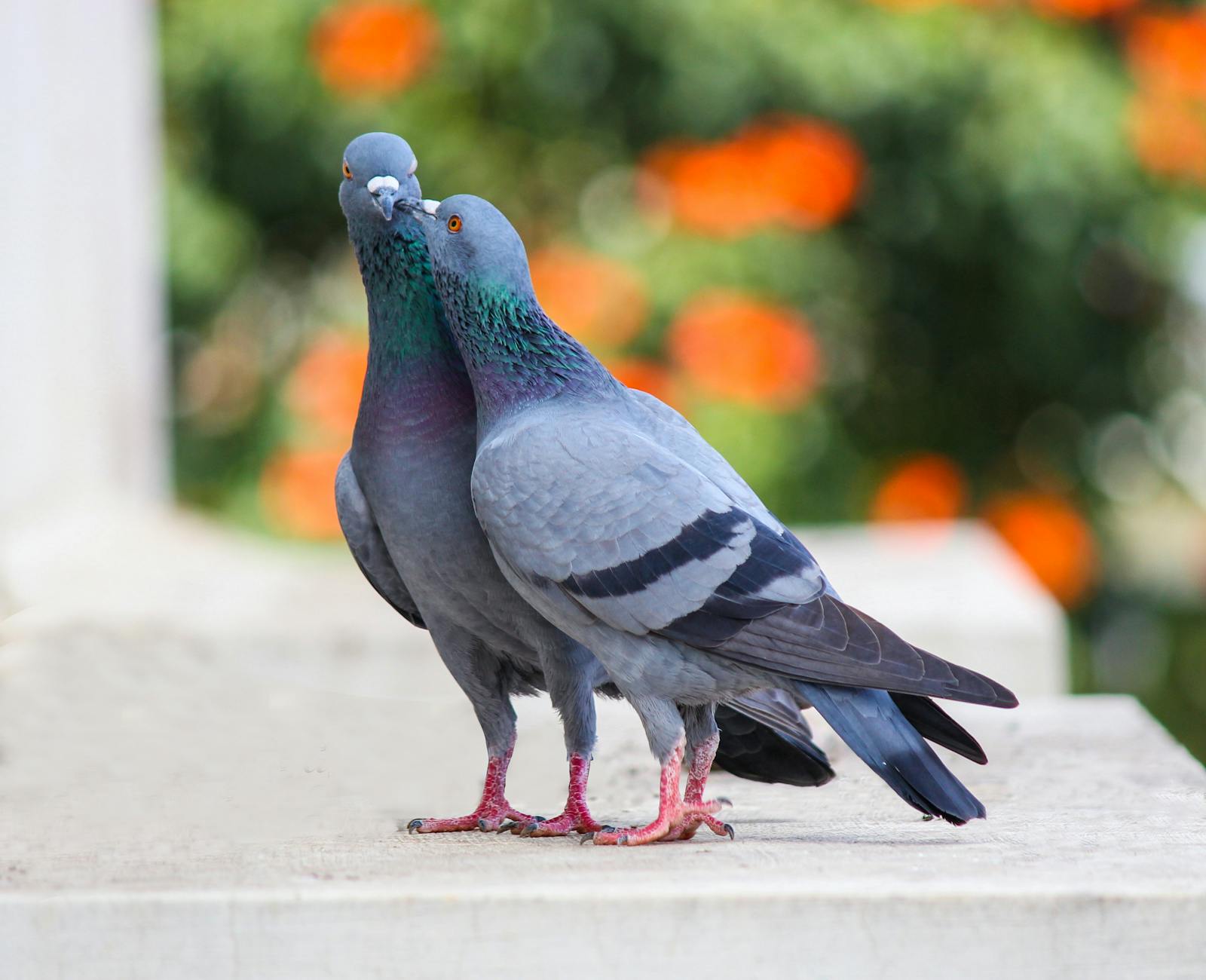 Close-up of two pigeons on a ledge with blurred greenery in Bengaluru, India.