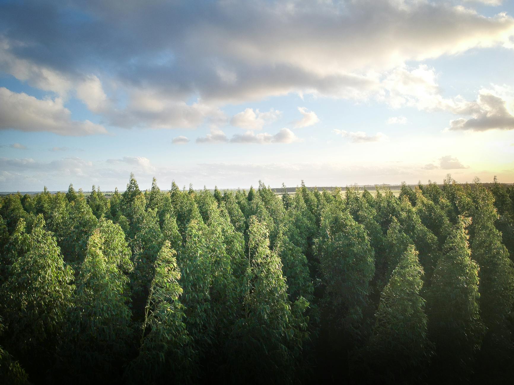 Aerial view of a dense eucalyptus forest under a bright sky in Taperoá, Brazil.