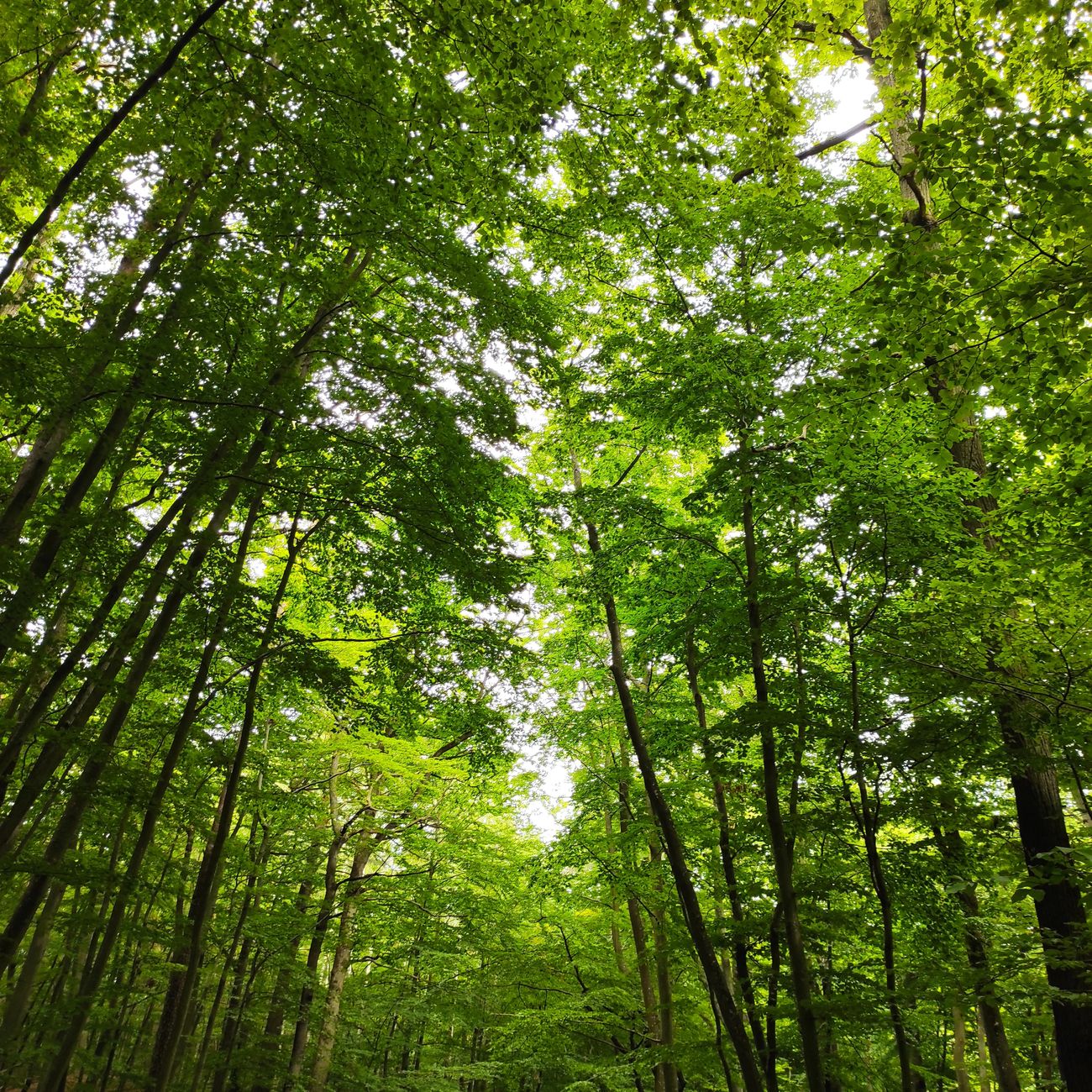 Low angle view of a vibrant green forest canopy, showcasing nature's beauty.