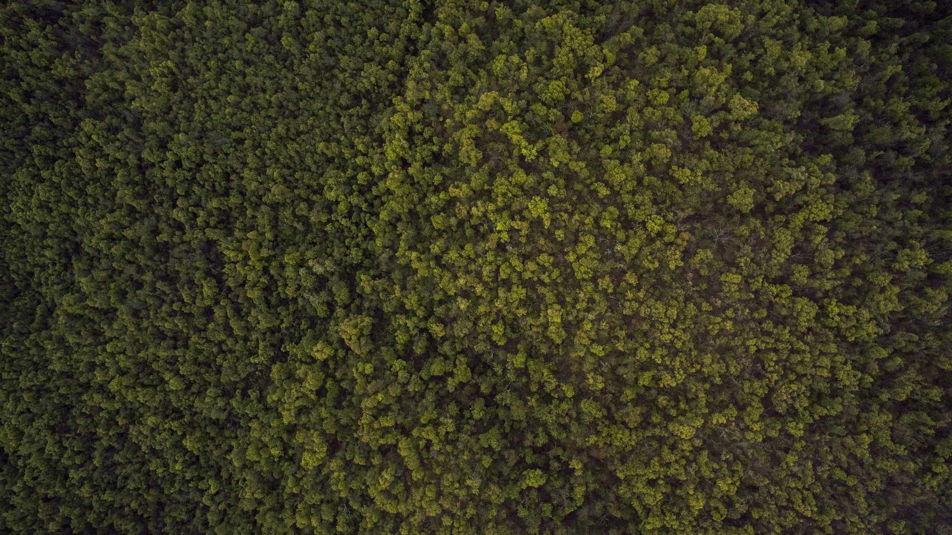 Random image from Lorem Picsum