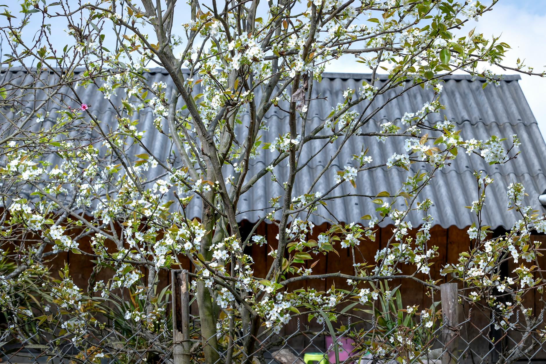 A lush tree with white blossoms fills a garden with spring beauty.