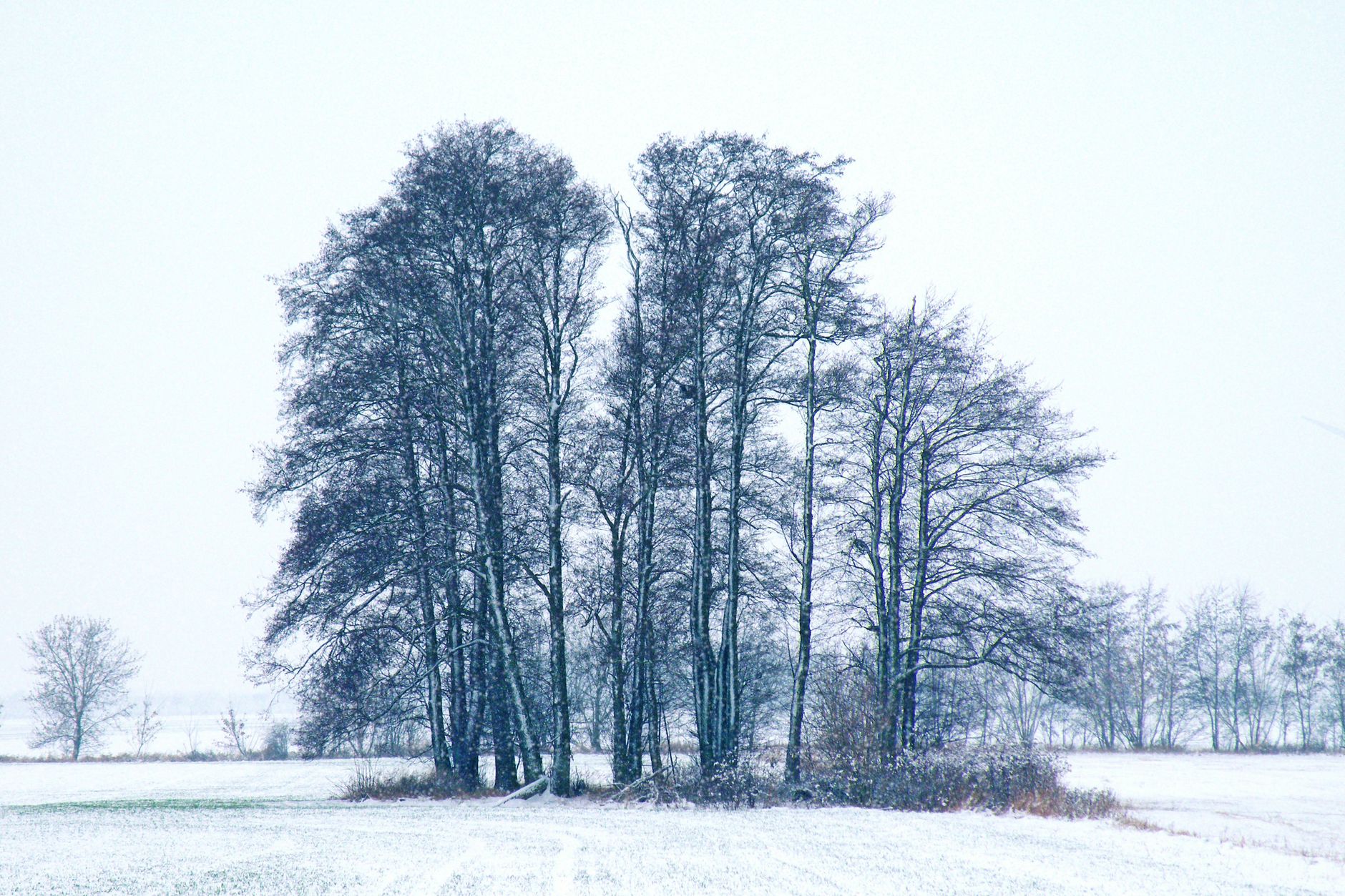 A tranquil winter scene featuring frosty trees in a snowy field, evoking calmness.