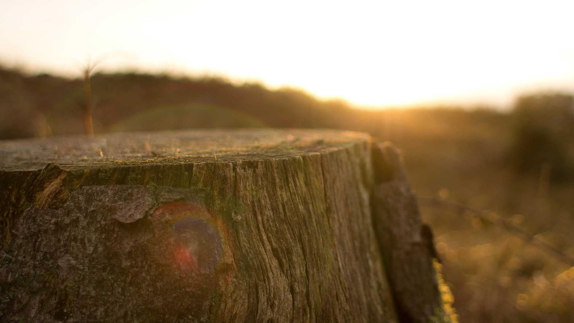 Random image from Lorem Picsum