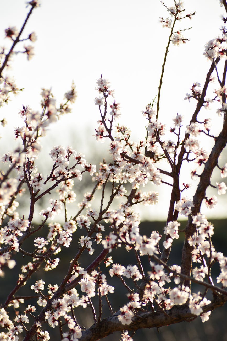 Bright almond blossoms blooming under soft spring sunlight, showcasing nature's elegance.
