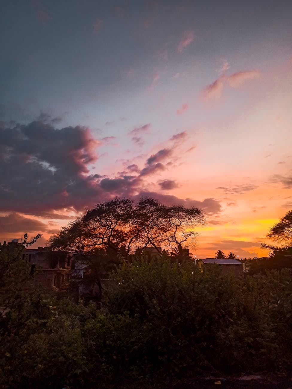 Enchanting sunset view with vibrant colors and silhouetted trees against a serene sky.