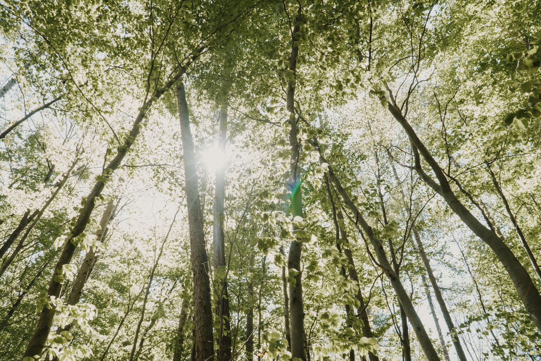 A scenic forest with sunbeams shining through lush green canopy, capturing nature's beauty.